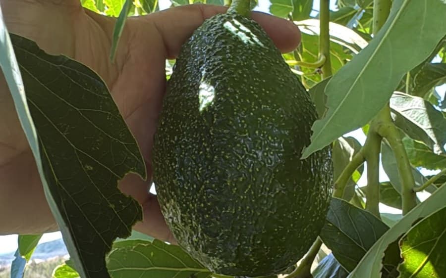 Luna UCR avocado on the tree, pilot orchard in Jalisco