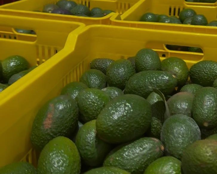 Aguacate Hass en cajas dentro de cámara frigorífica