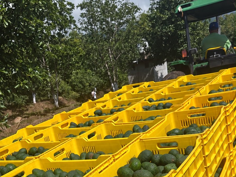 Cosecha de aguacate en huerta de Jalisco, cajas de campo sobre remolque