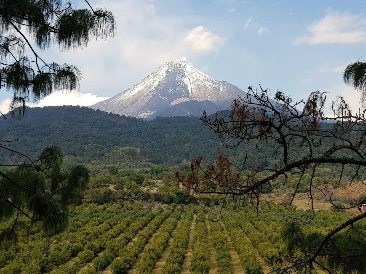 Huerta de aguacate al pie del Volcán de Colima nevado, sur de Jalisco